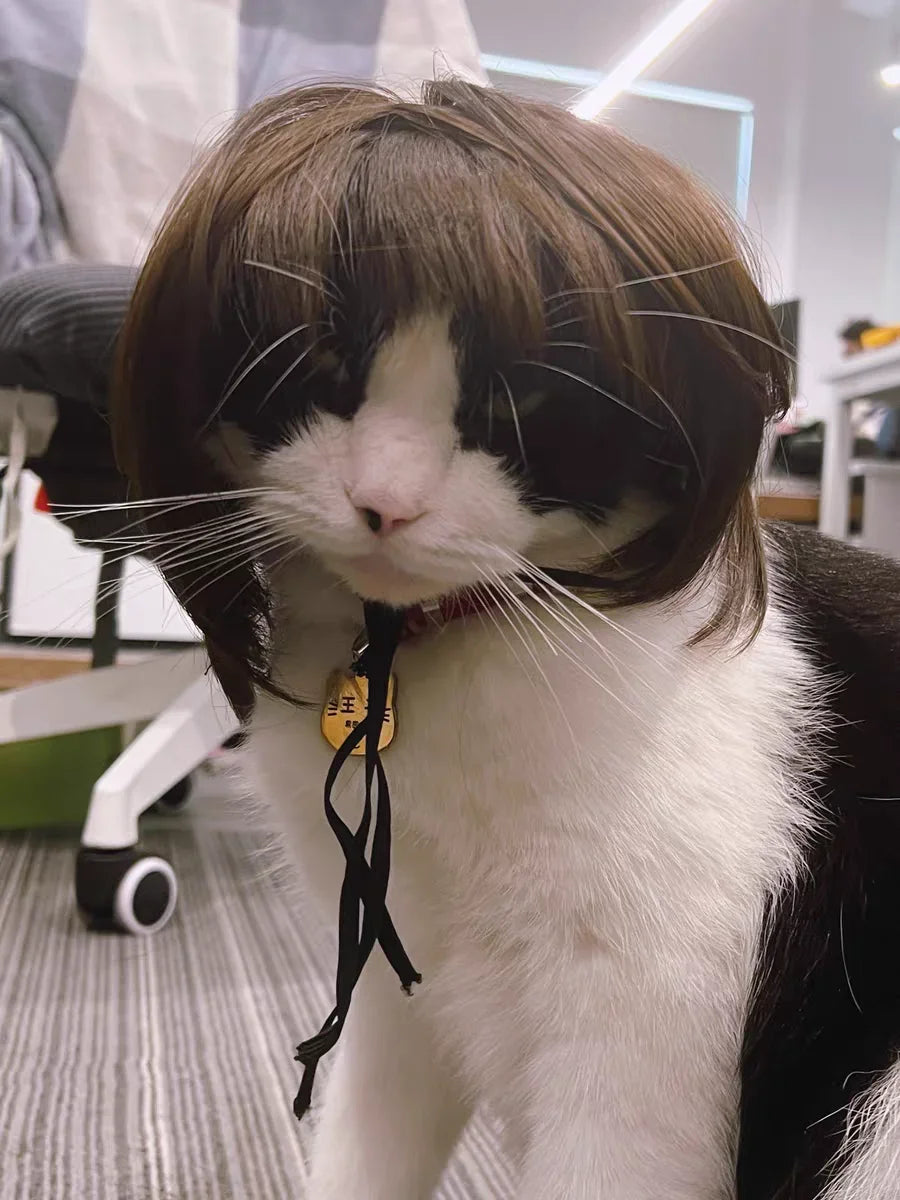 Pet Wig Dog Wig Pet Supplies Halloween Pet Accessories Curly Hair Straight Hair Cat Wig It can be DIY trimmed